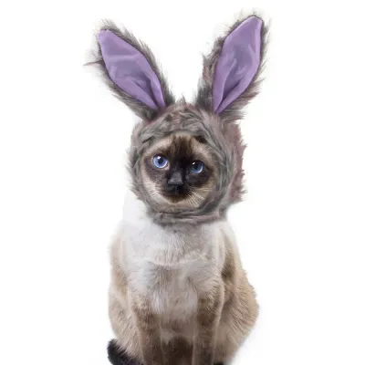 Creative pet fashion
