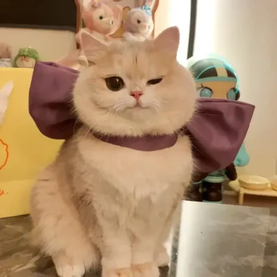 Formal pet fashion