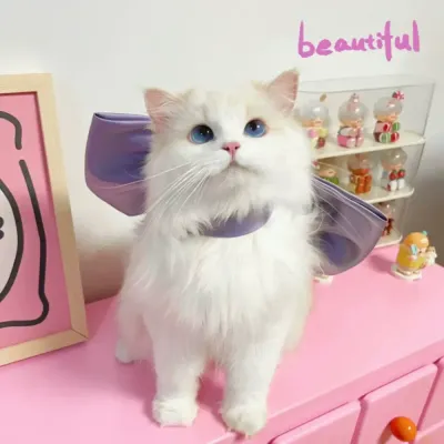 Luxury pet accessories