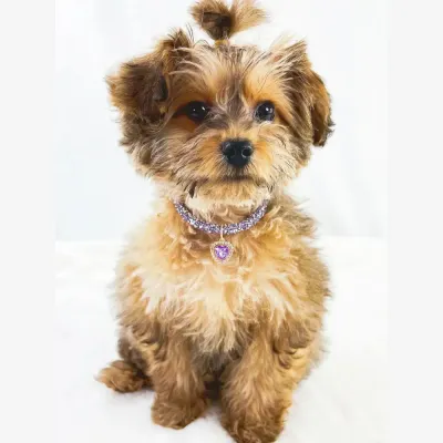 Stylish pet charm necklace