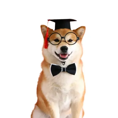 Pet formal wear Pet celebration outfit