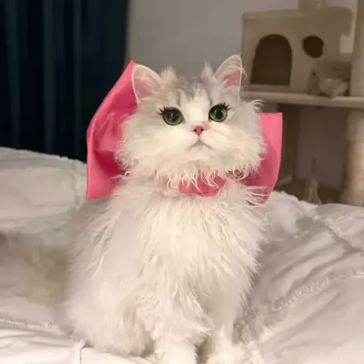 Adjustable pet bow