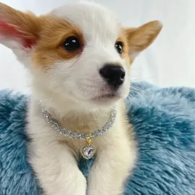 Sparkling pet collar