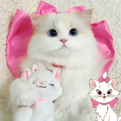 Pet costume collar