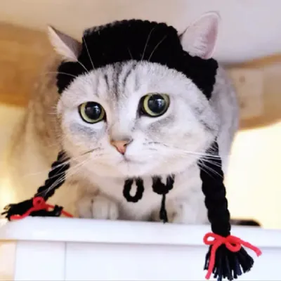 Trendy pet accessory