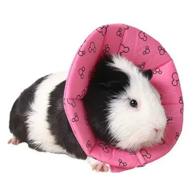 pet recovery collar small pet care accessory