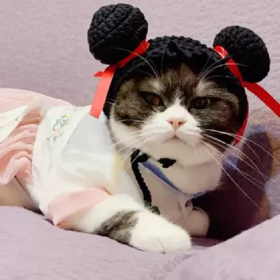 dog costume