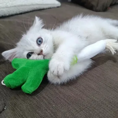 plush onion toy