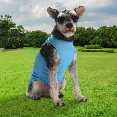 dog fashion clothing stylish pet apparel