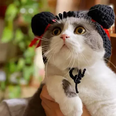 pet party hat