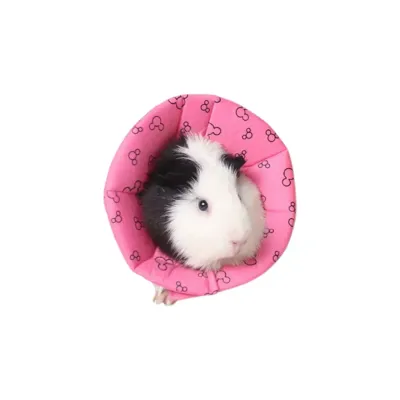 guinea pig collar adjustable pet collar