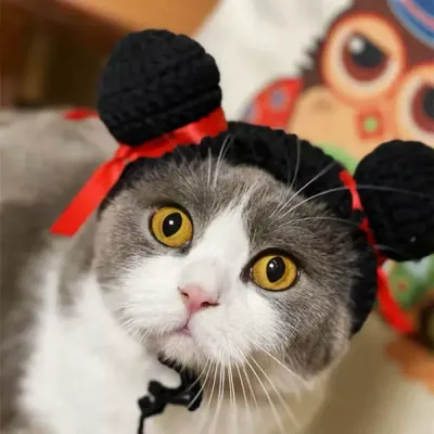 cat costume
