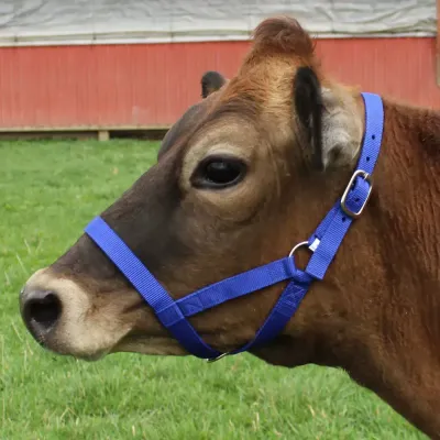 Long-lasting horse equipment