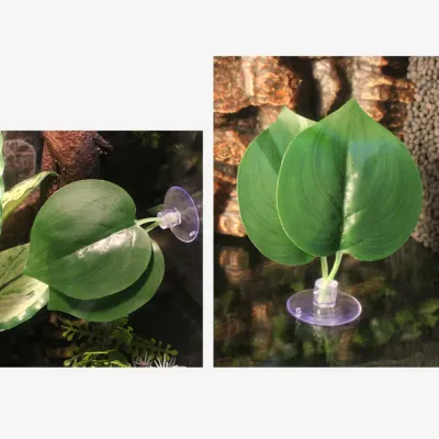 Enhances terrarium aesthetics with vibrant greenery