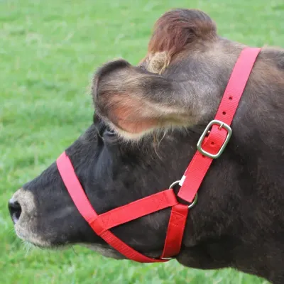 Horse and cattle accessories