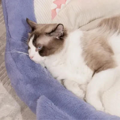 Shark shaped pet bed with non-slip base (2) Easy to clean removable cushion for hygiene