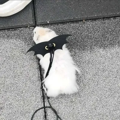 Squirrel Leash Comfortable Pet Leash