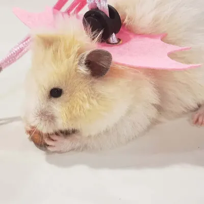 Chinchilla Leash Long-Lasting Pet Leash