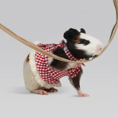 Stylish Pet Gear Velcro Fastening Harness