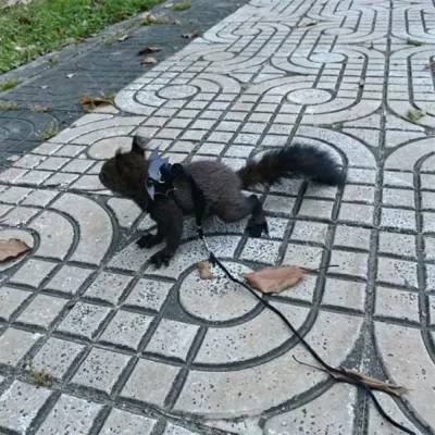 Wing Design Leash Pet Traction Leash