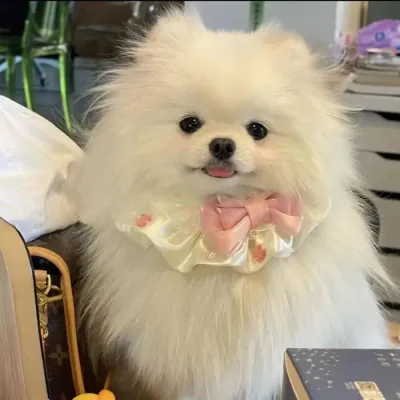 Polyester Pet Accessory