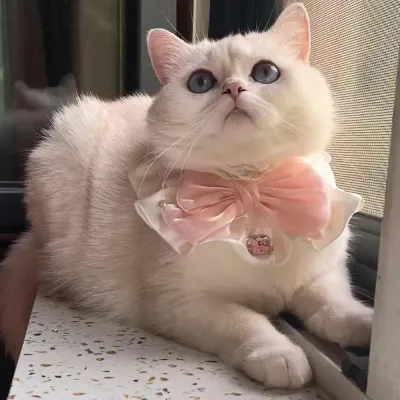 Small Animal Scarf