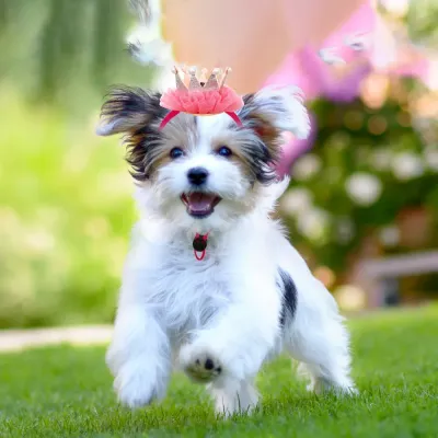 Cute Pet Crown Hat with Coloful Lace for Party and Festive