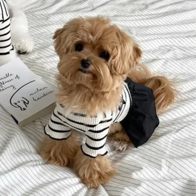 Breathable Clean Design Striped Dog Dress dog clothes Breathable Clean Design Striped Dog Dress