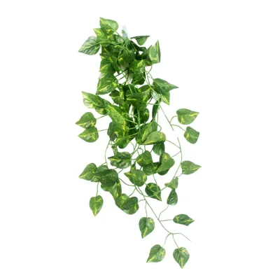 Hanging reptile plant with suction cups