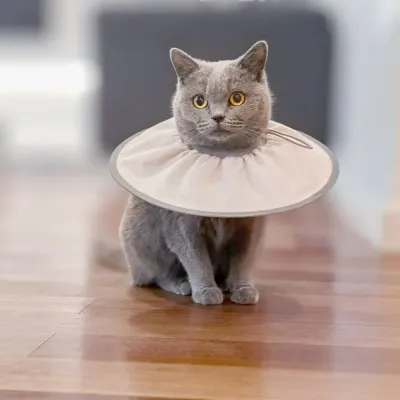 Wholesale Pet Recovery Collar Wholesale Pet Recovery Collar