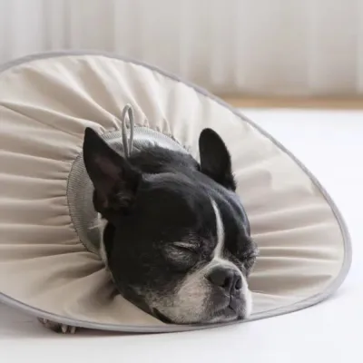 Cute Pet Recovery Collar Cute Pet Recovery Collar