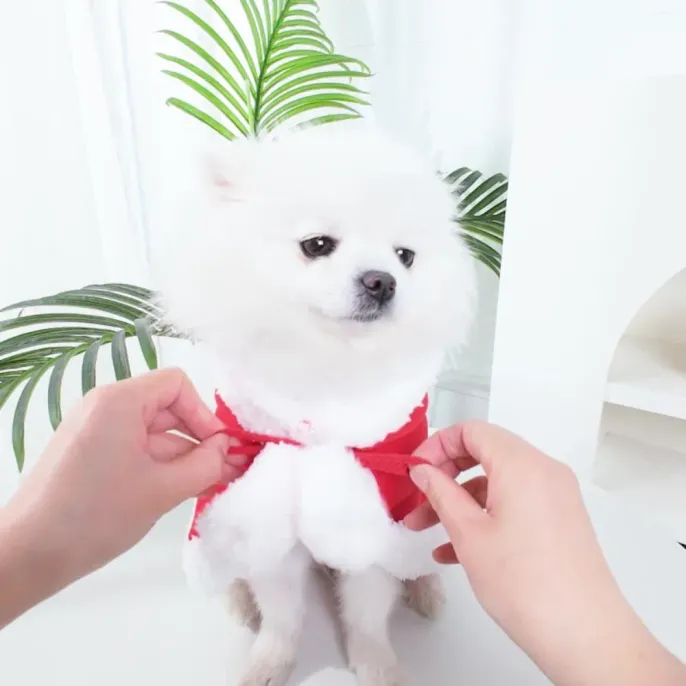 Pet Winter Outfit Pet Winter Outfit