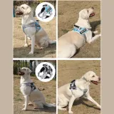 dog harness for daily walks