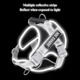 training harness for dogs