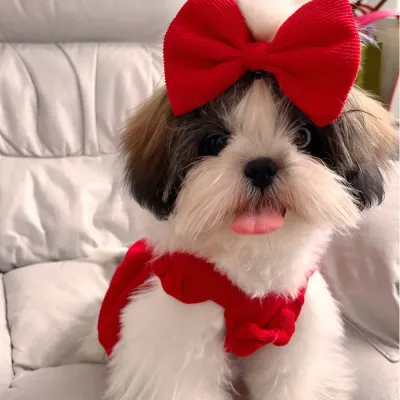 dog clothes dresses (4) High-quality materials and sturdy construction allow for repeated use, meeting standards for premium pet wear.