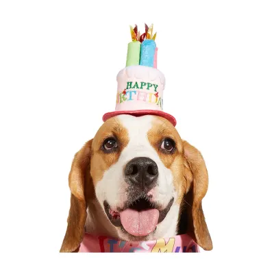 dog birthday hat dog birthday hat