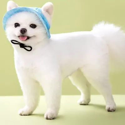 Dog Hats_8 Dog Hats_8