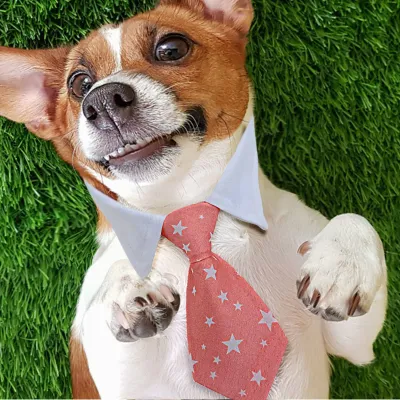 star pet collar star pet collar