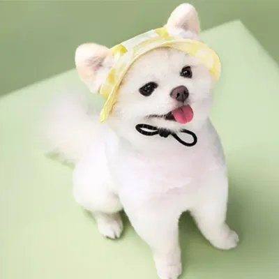 Dog Hats_12 Dog Hats_12