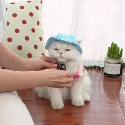 Dog Hats_9 Dog Hats_9