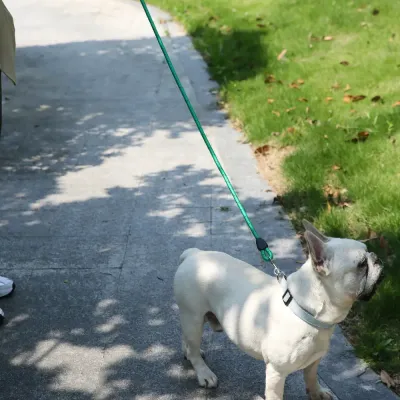 Great pet leash Great pet leash