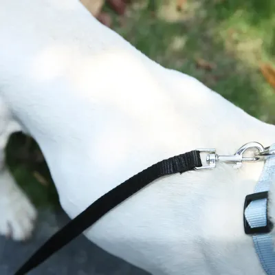 Quality Nylon Dog Leash Great
