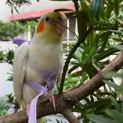 Durable Fabric Bird Leash_1 Durable Fabric Bird Leash_1