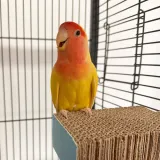 Cardboard Bird Platform_8