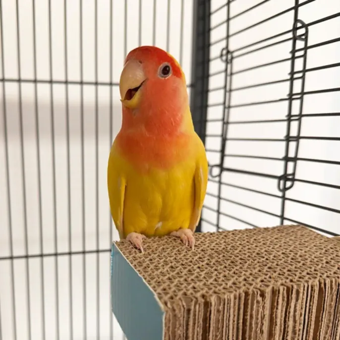 Cardboard Bird Platform_8