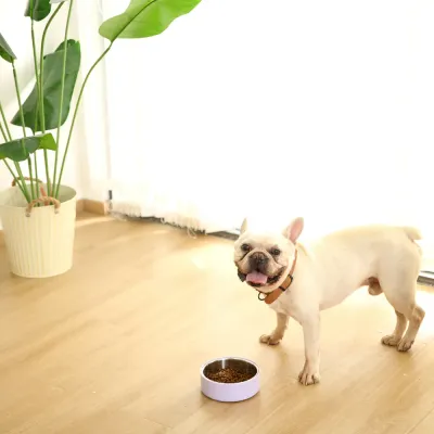 L Size Non-Slip Double-Layer Durable Feeder Bowl L Size Non-Slip Double-Layer Durable Feeder Bowl