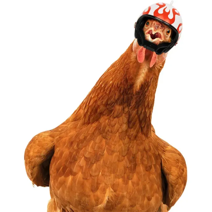 Hens Helmet Chicken Pet Safety Helmet Funny Bird Hens Hat Headwear Small Pet Hens Helmet Chicken Pet Safety Helmet Funny Bird Hens Hat Headwear Small Pet