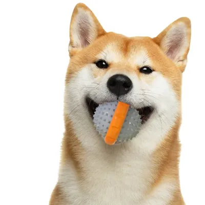 Interactive Squeaky Pet Toy for Dog Outdoor Training and Play Interactive Squeaky Pet Toy for Dog Outdoor Training and Play