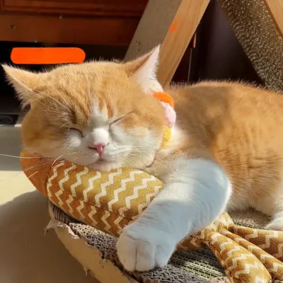 Colorful Interactive Squeaky Catnip Fish Shape Plush Cat Toy Colorful Interactive Squeaky Catnip Fish Shape Plush Cat Toy