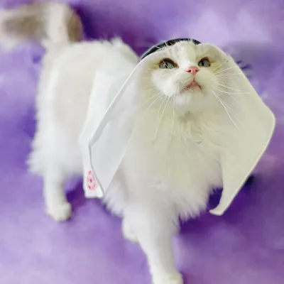 Luxury Handmade Saudi Style Pet Headscarf Hat for Cats Luxury Handmade Saudi Style Pet Headscarf Hat for Cats